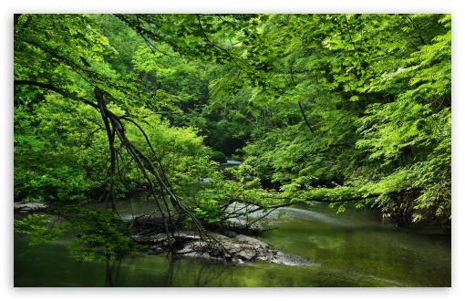 Forest Stream Summer View UltraHD Wallpaper for UHD 16:9 ; HD 16:9 ; UltraWide 21:9 24:10 ; Widescreen 16:10 5:3 ; Fullscreen 4:3 5:4 3:2 ; Tablet 1:1 ; Mobile 9:16 9:19.5 9:20 9:21 9:22 10:16 2:3 3:5 3:4 ;