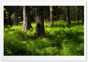 Forest, Summer, Nature Photography Ultra HD Wallpaper for 4K UHD Widescreen desktop, tablet & smartphone