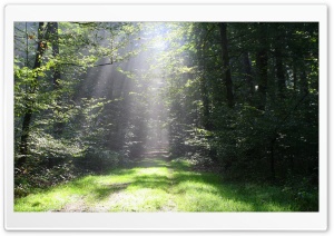 Forest Sun Rays 4K UHD Wallpaper for Widescreen and UltraWide Desktop, UltraHD TV, Smartphone, Tablet