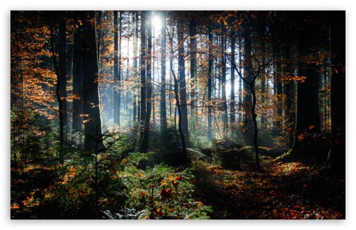 Forest Sun Rays UltraHD Wallpaper for UHD 16:9 ; HD 16:9 ; UltraWide 21:9 24:10 32:9 32:10 ; Widescreen 16:10 5:3 ; Fullscreen 4:3 5:4 3:2 ; Tablet 1:1 ; Mobile 9:16 9:19.5 9:20 10:16 2:3 3:5 3:4 ; Dual 16:10 5:3 16:9 4:3 5:4 3:2 ;