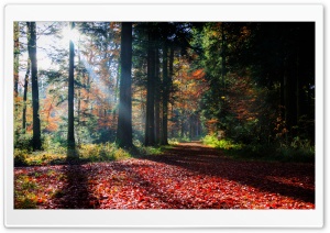 Forest Sun Rays 4K UHD Wallpaper for Widescreen and UltraWide Desktop, UltraHD TV, Smartphone, Tablet