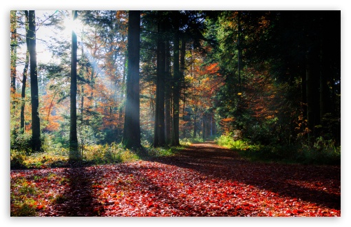 Forest Sun Rays UltraHD Wallpaper for UHD 16:9 ; HD 16:9 ; UltraWide 21:9 24:10 32:9 32:10 ; Widescreen 16:10 5:3 ; Fullscreen 4:3 5:4 3:2 ; Tablet 1:1 ; Mobile 9:16 9:19.5 9:20 10:16 2:3 3:5 3:4 ; Dual 16:10 5:3 16:9 4:3 5:4 3:2 ;