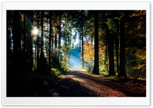 Forest Sun Rays 4K UHD Wallpaper for Widescreen and UltraWide Desktop, UltraHD TV, Smartphone, Tablet