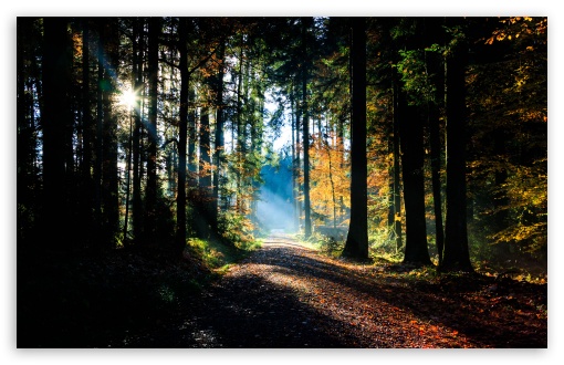 Forest Sun Rays UltraHD Wallpaper for UHD 16:9 ; HD 16:9 ; UltraWide 21:9 24:10 32:9 32:10 ; Widescreen 16:10 5:3 ; Fullscreen 4:3 5:4 3:2 ; Tablet 1:1 ; Mobile 9:16 9:19.5 9:20 10:16 2:3 3:5 3:4 ; Dual 16:10 5:3 16:9 4:3 5:4 3:2 ;