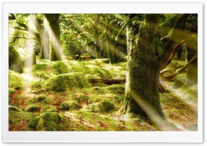 Forest Sunlight Ultra HD Wallpaper for 4K UHD Widescreen desktop, tablet & smartphone