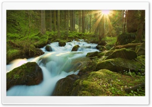 Forest Sunshine Ultra HD Wallpaper for 4K UHD Widescreen desktop, tablet & smartphone
