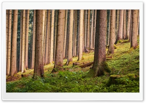 Forest Tall Trees Trunks Ultra HD Wallpaper for 4K UHD Widescreen desktop, tablet & smartphone