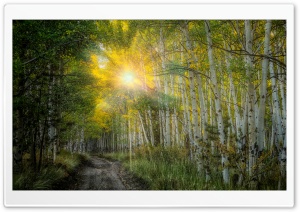Forest Trail Ultra HD Wallpaper for 4K UHD Widescreen desktop, tablet & smartphone