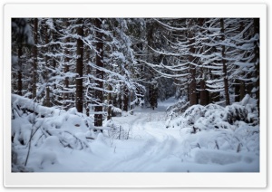 Forest Trail In The Snow Ultra HD Wallpaper for 4K UHD Widescreen desktop, tablet & smartphone