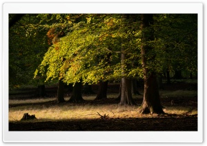 Forest Tree Ultra HD Wallpaper for 4K UHD Widescreen desktop, tablet & smartphone