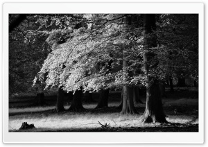Forest Tree Black and White Ultra HD Wallpaper for 4K UHD Widescreen desktop, tablet & smartphone