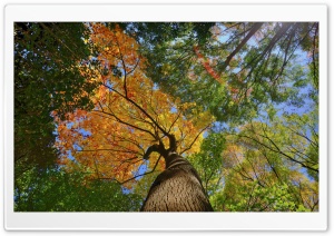 Forest Trees, Autumn Ultra HD Wallpaper for 4K UHD Widescreen desktop, tablet & smartphone