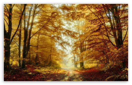 Forest Trees, Autumn Ultra HD Desktop Background Wallpaper for ...