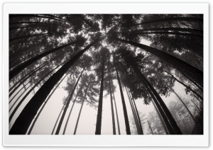Forest Trees Black and White Ultra HD Wallpaper for 4K UHD Widescreen desktop, tablet & smartphone