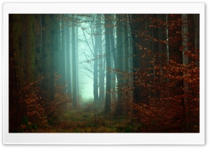 Forest, Trees, Footpath, Fog, Autumn Ultra HD Wallpaper for 4K UHD Widescreen desktop, tablet & smartphone