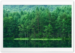 Forest, Trees, Lake, Green, Nature, Scenery, Summer, Reflection 4K UHD Wallpaper for Widescreen and UltraWide Desktop, UltraHD TV, Laptop, Tablet, Smartphone