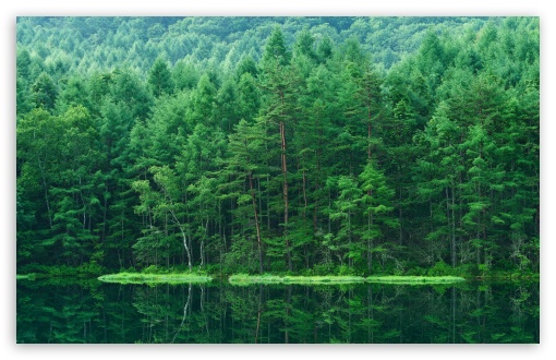 Forest, Trees, Lake, Green, Nature, Scenery, Summer, Reflection UltraHD Wallpaper for UHD 16:9 ; HD 16:9 ; UltraWide 21:9 24:10 32:9 32:10 ; Widescreen 16:10 5:3 ; Fullscreen 4:3 5:4 3:2 ; Tablet 1:1 ; Mobile 9:16 9:19.5 9:20 10:16 2:3 3:5 3:4 ; Dual 16:10 5:3 16:9 4:3 5:4 3:2 ;