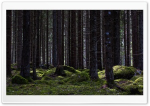 Forest Trees, Moss, Nature Photography Ultra HD Wallpaper for 4K UHD Widescreen desktop, tablet & smartphone