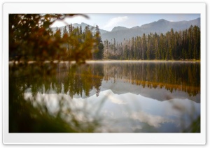 Forest Trees Reflection Ultra HD Wallpaper for 4K UHD Widescreen Desktop, Lockscreen, Screensaver, TV, Tablet, Smartphone