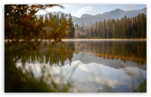 Forest Trees Reflection UltraHD Wallpaper for UHD 16:9 ; HD 16:9 ; UltraWide 21:9 24:10 ; Widescreen 16:10 5:3 ; Fullscreen 4:3 5:4 3:2 ; Tablet 1:1 ; Mobile 9:16 9:19.5 9:20 10:16 2:3 3:5 3:4 ;