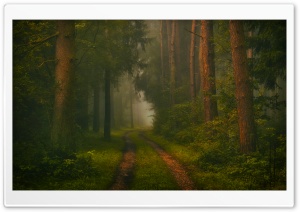 Forest, Trees, Road, Fog, Mysterious 4K UHD Wallpaper for Widescreen and UltraWide Desktop, UltraHD TV, Smartphone, Tablet