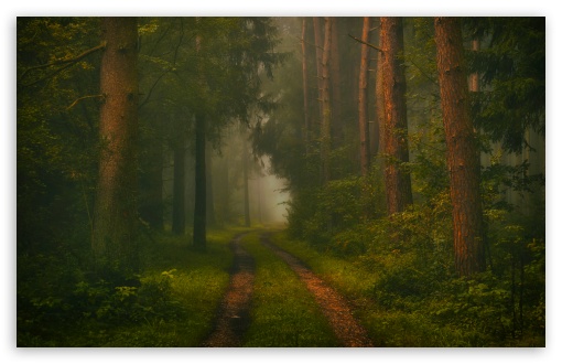 Forest, Trees, Road, Fog, Mysterious UltraHD Wallpaper for UHD 16:9 ; HD 16:9 ; UltraWide 21:9 24:10 32:9 32:10 ; Widescreen 16:10 5:3 ; Fullscreen 4:3 5:4 3:2 ; Tablet 1:1 ; Mobile 9:16 9:19.5 9:20 9:21 9:22 10:16 2:3 3:5 3:4 ; Dual 16:10 5:3 16:9 4:3 5:4 3:2 ;