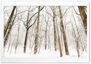 Forest Trees, Snow, Winter Ultra HD Wallpaper for 4K UHD Widescreen desktop, tablet & smartphone