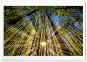 Forest, Trees, Spring, Sunbeams Ultra HD Wallpaper for 4K UHD Widescreen desktop, tablet & smartphone