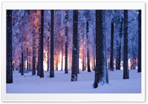 Forest Trees Winter Ultra HD Wallpaper for 4K UHD Widescreen desktop, tablet & smartphone