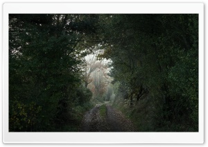 Forest Tunnel Ultra HD Wallpaper for 4K UHD Widescreen desktop, tablet & smartphone