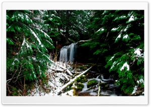 Forest Winter Ultra HD Wallpaper for 4K UHD Widescreen desktop, tablet & smartphone