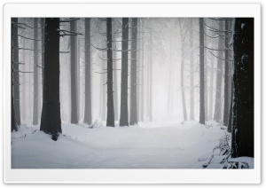 Forest, Winter Ultra HD Wallpaper for 4K UHD Widescreen desktop, tablet & smartphone