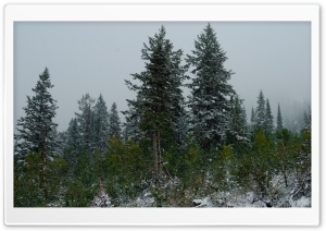 Forest Winter 4 4K UHD Wallpaper for Widescreen and UltraWide Desktop, UltraHD TV, Smartphone, Tablet