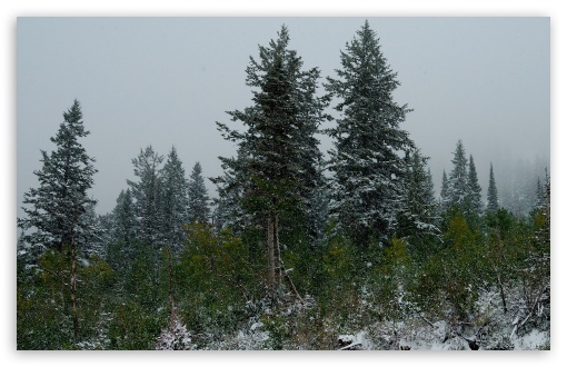 Forest Winter 4 UltraHD Wallpaper for HD 16:9 ; Widescreen 16:10 5:3 ; Fullscreen 4:3 5:4 3:2 ; Tablet 1:1 ; Mobile 3:4 ;