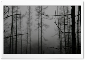 Forest Winter 8 Ultra HD Wallpaper for 4K UHD Widescreen desktop, tablet & smartphone