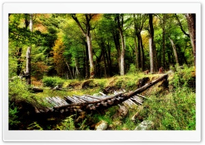 Forest Wooden Bridge Ultra HD Wallpaper for 4K UHD Widescreen desktop, tablet & smartphone
