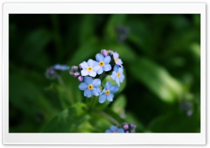Forget-me-not Flower Ultra HD Wallpaper for 4K UHD Widescreen desktop, tablet & smartphone