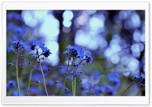 Forget Me Not Flowers Ultra HD Wallpaper for 4K UHD Widescreen desktop, tablet & smartphone
