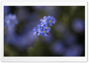 Forget-me-not Flowers Macro Ultra HD Wallpaper for 4K UHD Widescreen desktop, tablet & smartphone