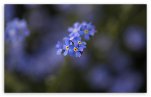 Forget-me-not Flowers Macro UltraHD Wallpaper for UHD 16:9 ; HD 16:9 ; UltraWide 32:9 32:10 ; Widescreen 16:10 5:3 ; Fullscreen 4:3 5:4 3:2 ; Tablet 1:1 ; Mobile 3:5 3:4 ; Dual 16:10 5:3 16:9 4:3 5:4 ;