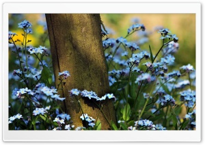 Forget Me Not Flowers Near A Wooden Pole Ultra HD Wallpaper for 4K UHD Widescreen desktop, tablet & smartphone