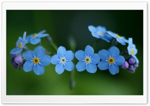 Forget-Me-Nots Flowers Ultra HD Wallpaper for 4K UHD Widescreen desktop, tablet & smartphone