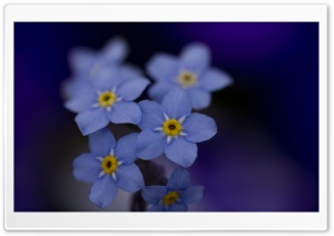Forget Me Nots Macro Ultra HD Wallpaper for 4K UHD Widescreen desktop, tablet & smartphone