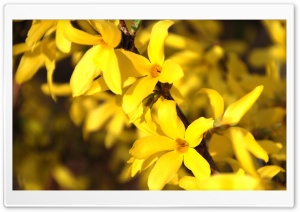 Forsythia Ultra HD Wallpaper for 4K UHD Widescreen desktop, tablet & smartphone