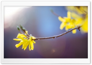 Forsythia Flowers, Spring Ultra HD Wallpaper for 4K UHD Widescreen desktop, tablet & smartphone