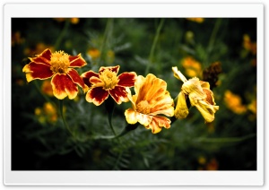 Four Flowers Ultra HD Wallpaper for 4K UHD Widescreen desktop, tablet & smartphone
