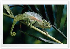Four Horned Chameleon Ultra HD Wallpaper for 4K UHD Widescreen desktop, tablet & smartphone