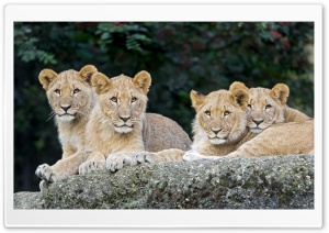Four Lion Cubs Ultra HD Wallpaper for 4K UHD Widescreen desktop, tablet & smartphone
