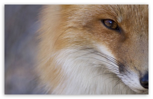 Fox UltraHD Wallpaper for HD 16:9 ; Widescreen 16:10 5:3 ; Fullscreen 4:3 ;