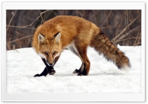 Fox On Snow Winter Ultra HD Wallpaper for 4K UHD Widescreen Desktop, Lockscreen, Screensaver, TV, Tablet, Smartphone